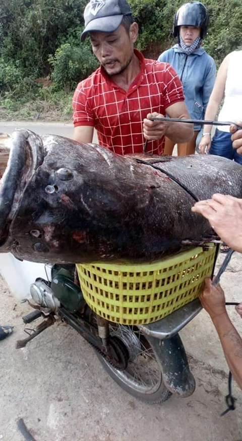 Ngư dân Quảng Trị bắt được con cá mú... khổng lồ - ảnh 1