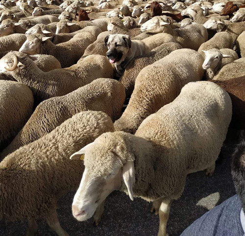 Cải trang phiên bản cún.