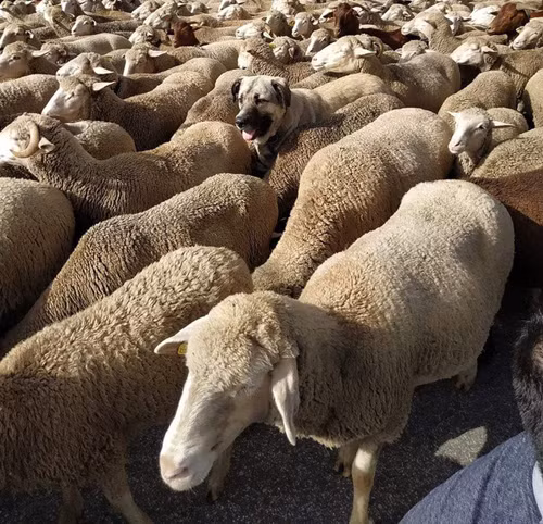 Cải trang phiên bản cún.