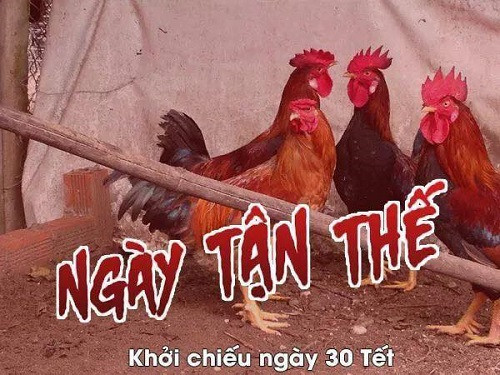 Phim kinh dị thường niên của loài gà. Phim kinh dị thường niên của loài gà.