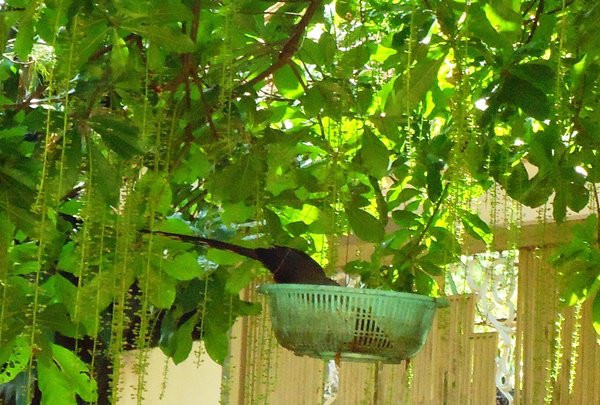 5 dấu hiệu dễ thấy của ngôi nhà hút tài lộc, cái thứ 2 nếu có thì cực may ảnh 1 5 dau hieu de thay cua ngoi nha hut tai loc, cai thu 2 neu co thi cuc may - 3