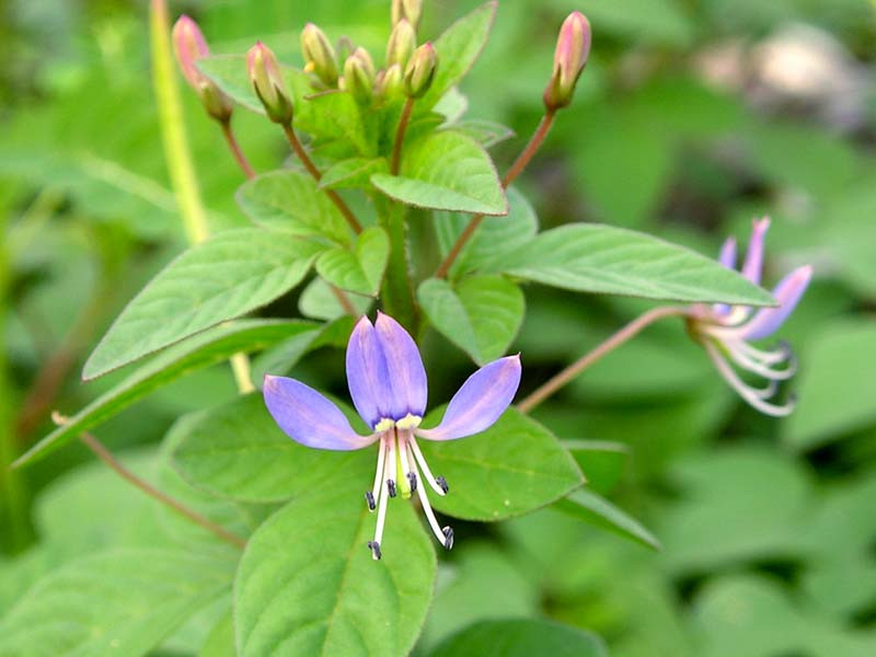 5 bài thuốc dân gian chữa thoát vị đĩa đệm hiệu quả, người bệnh không cần phẫu thuật - Ảnh 6 bai thuoc dan gian tri thoat vi dia dem 6