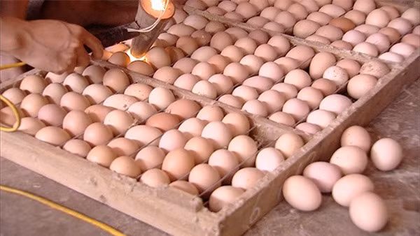 Đua nhau ăn trứng ấp dở để bồi bổ cơ thể, chữa khỏi đau đầu: Chuyên gia khẳng định phản khoa học, nguy hại sức khỏe - Ảnh 3.