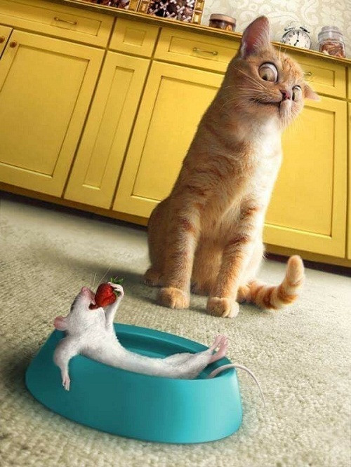 Con chuột gan dạ nhất thế giới. Con chuột gan dạ nhất thế giới.