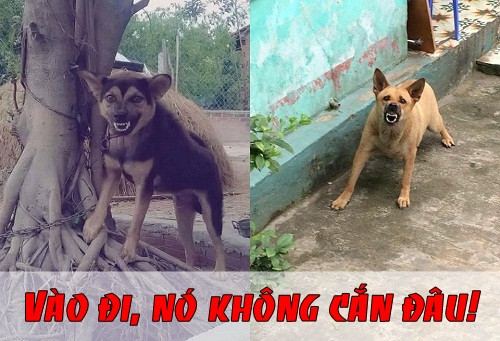 Câu nói gây nghi ngờ nhất của hàng xóm: "Vào đi con, trông nó dữ thế chứ không cắn đâu". nhung-cau-noi-vo-dung-nhat-moi-thoi-dai-2
