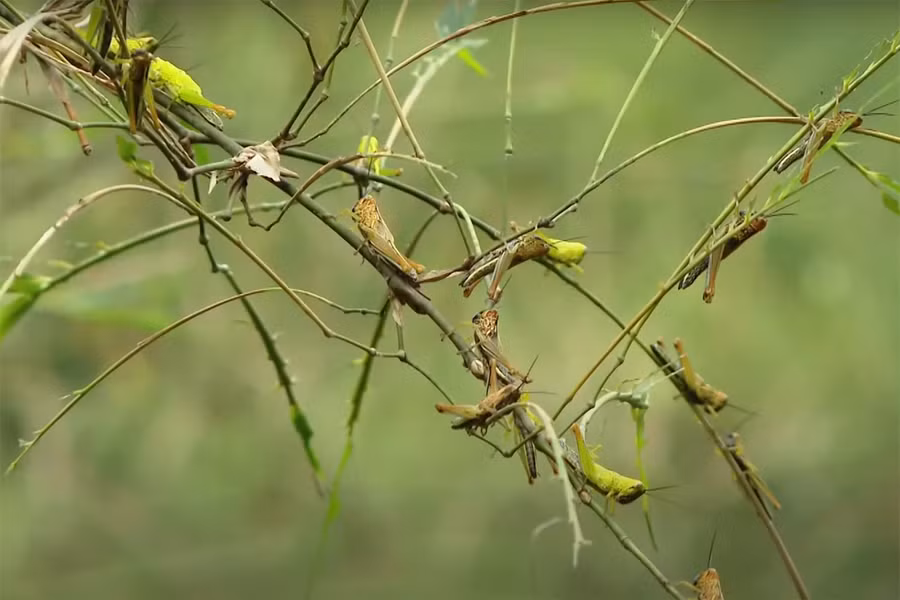Châu chấu tàn phá cây mét ở huyện Tân Kỳ.