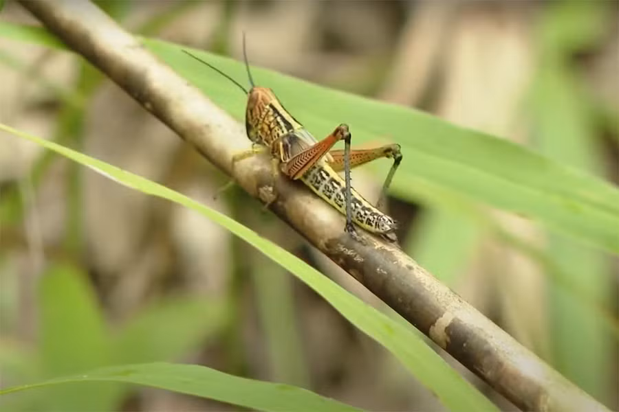 Dịch châu chấu tại huyện Tân Kỳ, Nghệ An