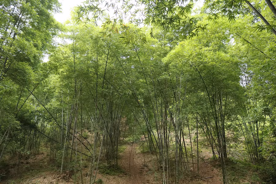 Rừng tre mét ở huyện Tân Kỳ, Nghệ An.