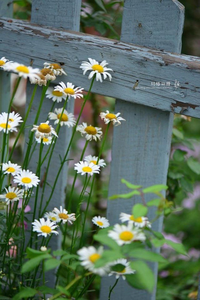 Mãn nhãn khu vườn đẹp như mê cung của người đàn ông yêu thích làm vườn ảnh 10