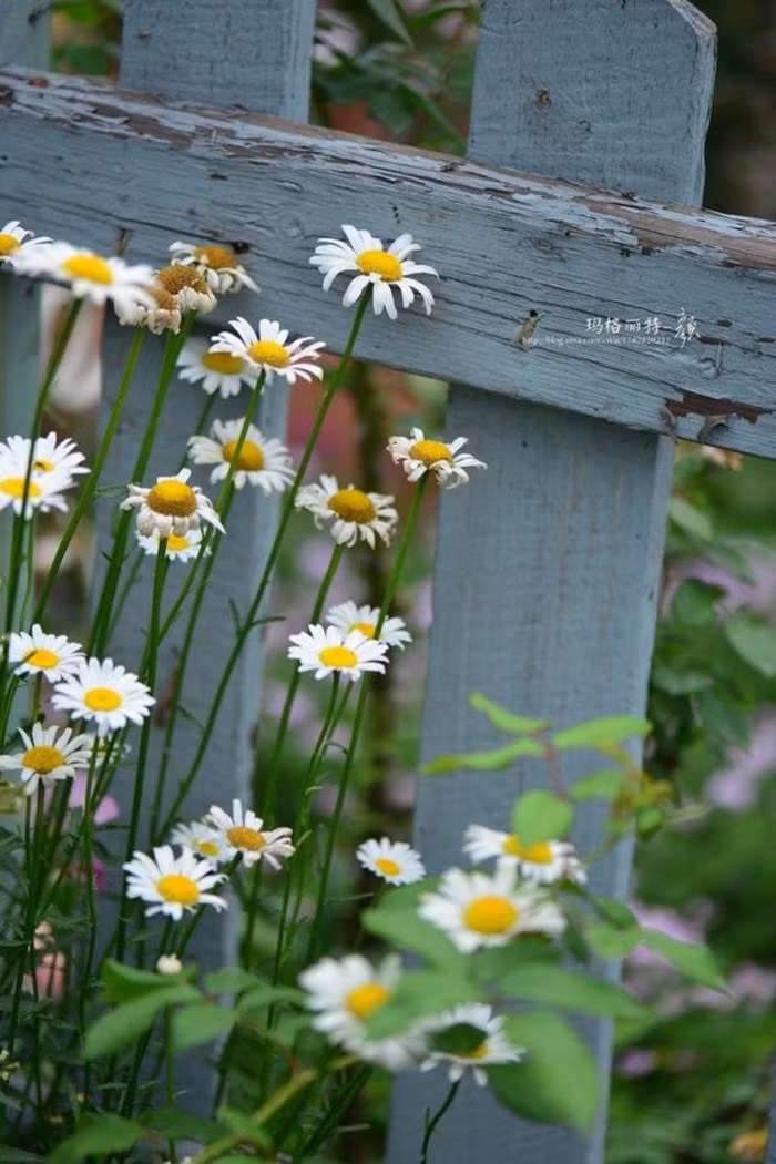 Mãn nhãn khu vườn đẹp như mê cung của người đàn ông yêu thích làm vườn ảnh 10