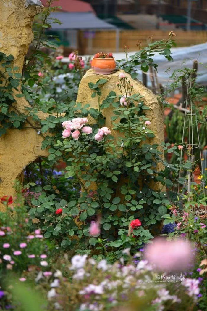 Mãn nhãn khu vườn đẹp như mê cung của người đàn ông yêu thích làm vườn ảnh 27