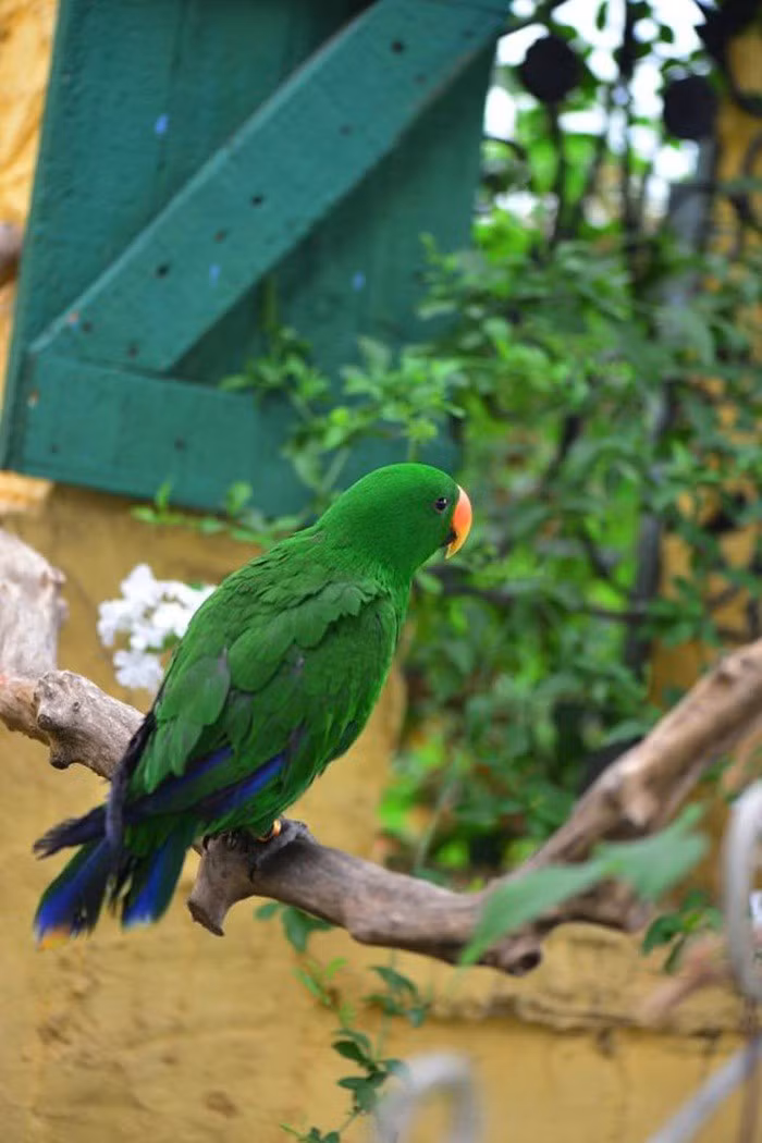 Mãn nhãn khu vườn đẹp như mê cung của người đàn ông yêu thích làm vườn ảnh 12