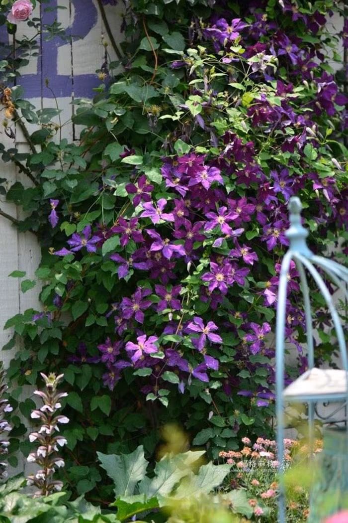 Mãn nhãn khu vườn đẹp như mê cung của người đàn ông yêu thích làm vườn ảnh 3