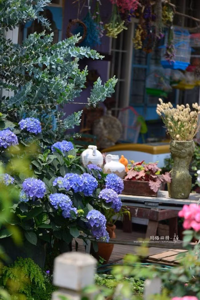 Mãn nhãn khu vườn đẹp như mê cung của người đàn ông yêu thích làm vườn ảnh 4