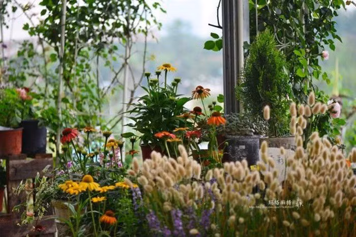 Mãn nhãn khu vườn đẹp như mê cung của người đàn ông yêu thích làm vườn ảnh 26