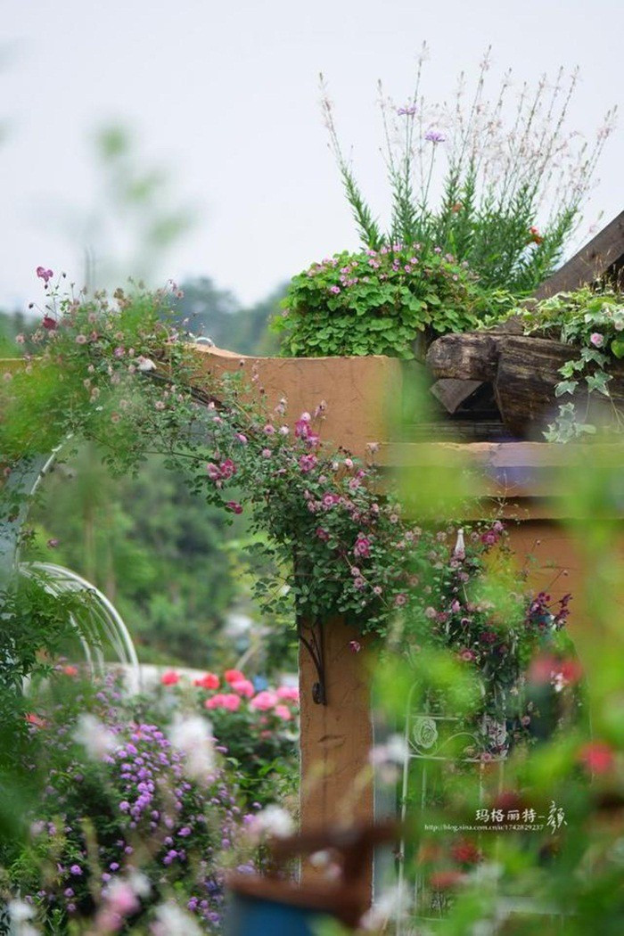 Mãn nhãn khu vườn đẹp như mê cung của người đàn ông yêu thích làm vườn ảnh 33