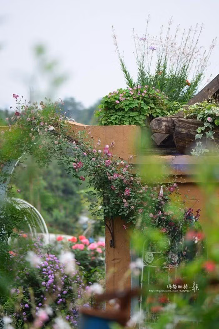 Mãn nhãn khu vườn đẹp như mê cung của người đàn ông yêu thích làm vườn ảnh 33