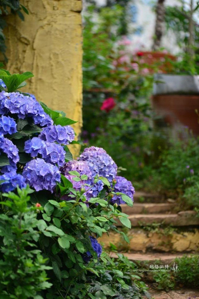 Mãn nhãn khu vườn đẹp như mê cung của người đàn ông yêu thích làm vườn ảnh 32