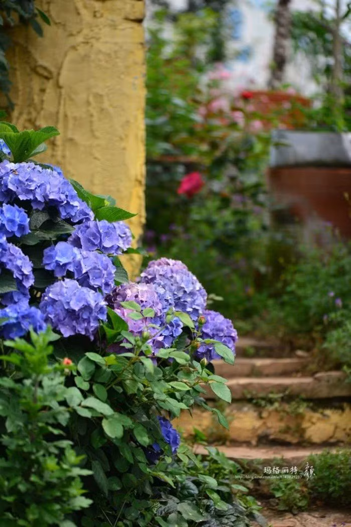 Mãn nhãn khu vườn đẹp như mê cung của người đàn ông yêu thích làm vườn ảnh 32