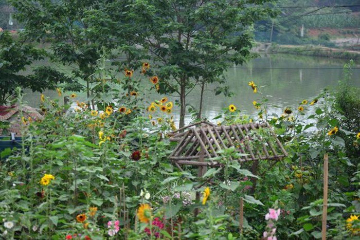 Mãn nhãn khu vườn đẹp như mê cung của người đàn ông yêu thích làm vườn ảnh 23