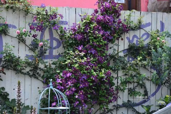 Mãn nhãn khu vườn đẹp như mê cung của người đàn ông yêu thích làm vườn ảnh 11