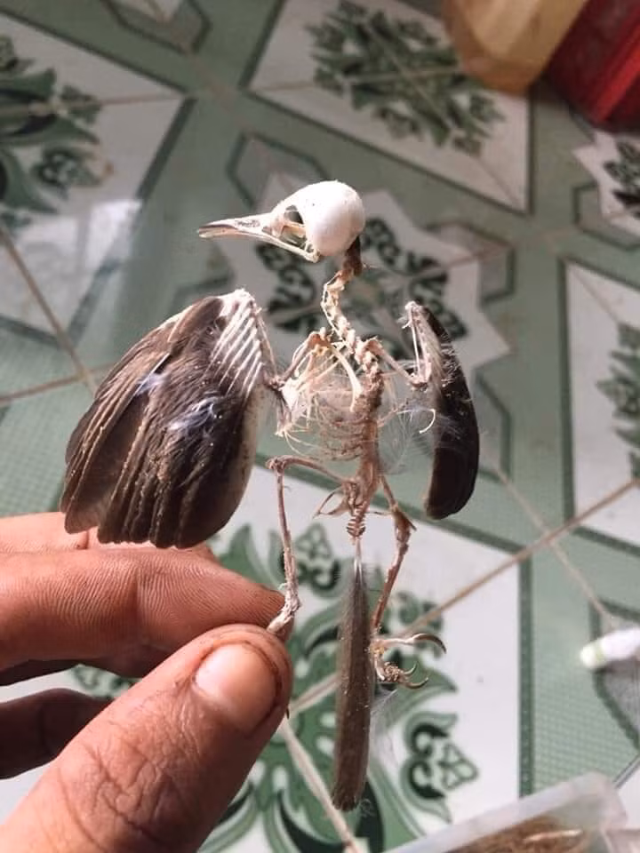 Thư giãn với loạt ảnh hài hước ngày đầu tuần ảnh 9