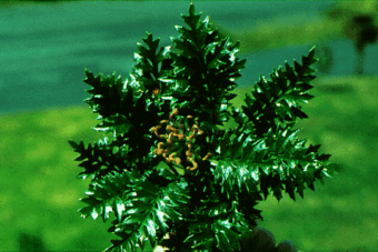 “Người bất tử” King’s Holly.