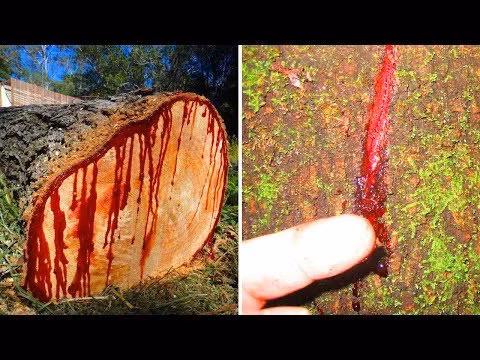 10 "kỳ cây" lạc chốn nhân gian trên thế giới hình ảnh 2 10 "ky cay" lac chon nhan gian tren the gioi hinh anh 2