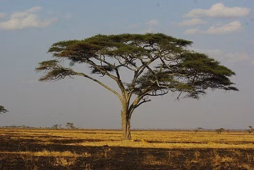 10 "kỳ cây" lạc chốn nhân gian trên thế giới hình ảnh 11 10 "ky cay" lac chon nhan gian tren the gioi hinh anh 11