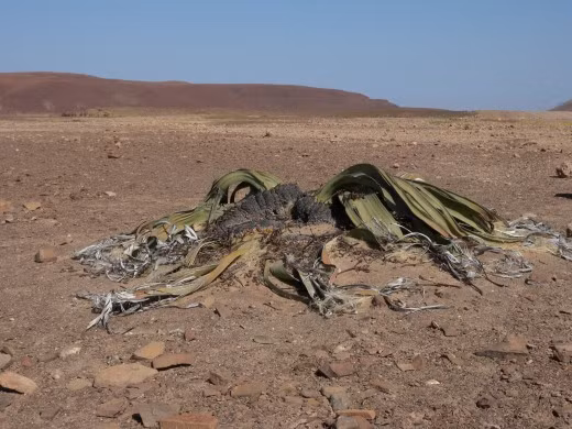 10 "ky cay" lac chon nhan gian tren the gioi hinh anh 6