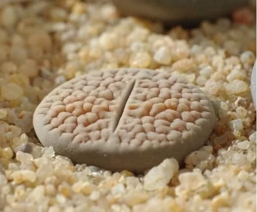 10 "kỳ cây" lạc chốn nhân gian trên thế giới hình ảnh 10 10 "ky cay" lac chon nhan gian tren the gioi hinh anh 10