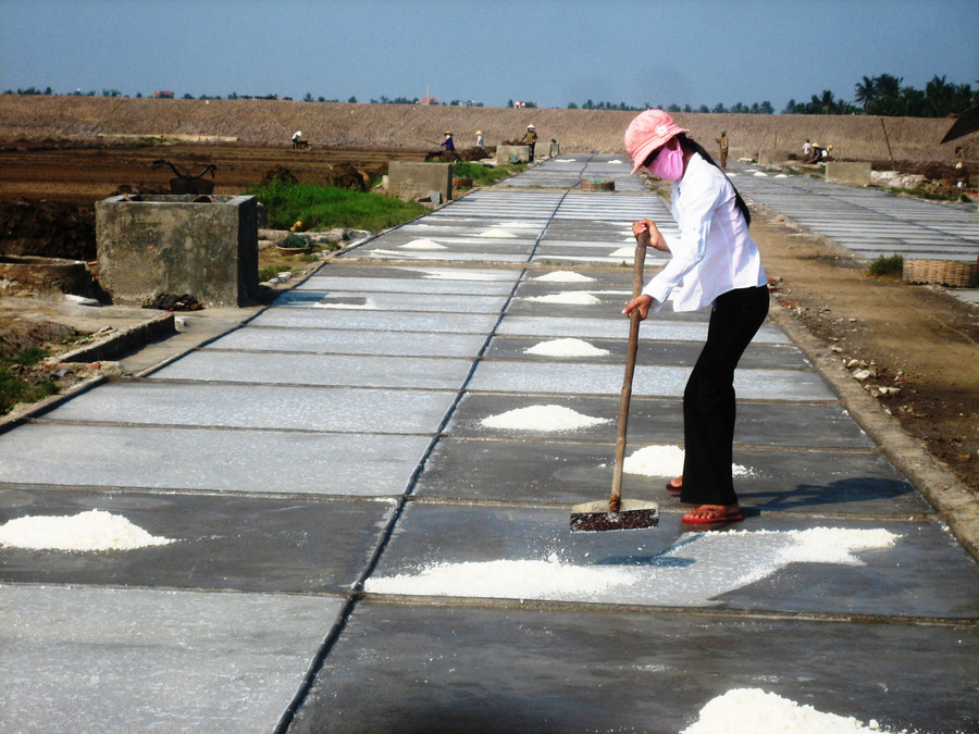 Diêm dân ở đồng muối Tam Hòa (Hòa Lộc, Hậu Lộc, Thanh Hóa) thu muối về