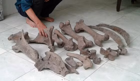 dan ben tre xon xao thay nhieu xuong la to hon xuong trau bo hinh anh 2