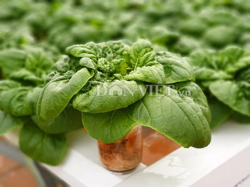 vuon toan rau sieu khong lo tren san thuong 35m2 cua bo dam nha trang - 5