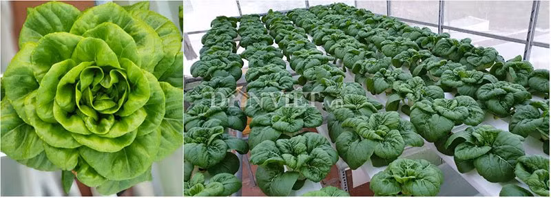 vuon toan rau sieu khong lo tren san thuong 35m2 cua bo dam nha trang - 16