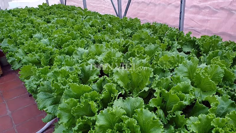 vuon toan rau sieu khong lo tren san thuong 35m2 cua bo dam nha trang - 4