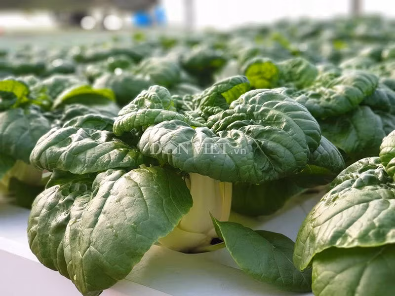 vuon toan rau sieu khong lo tren san thuong 35m2 cua bo dam nha trang - 9