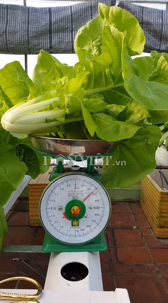 vuon toan rau sieu khong lo tren san thuong 35m2 cua bo dam nha trang - 3