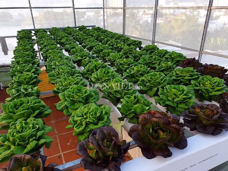 vuon toan rau sieu khong lo tren san thuong 35m2 cua bo dam nha trang - 13