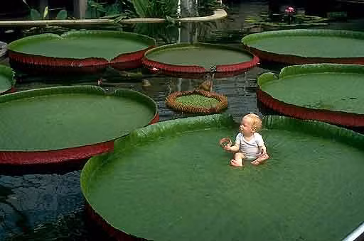 10 "kỳ cây" lạc chốn nhân gian trên thế giới hình ảnh 3 10 "ky cay" lac chon nhan gian tren the gioi hinh anh 3