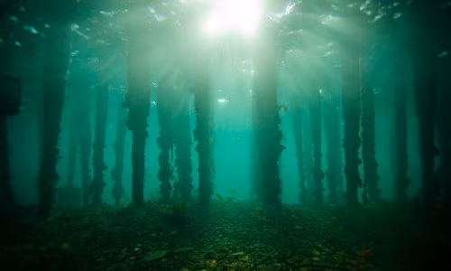 Khu rừng cổ nguyên sinh có niên đại 10.000 năm đẹp hoang sơ dưới đáy biển. (Ảnh Pinterest).
