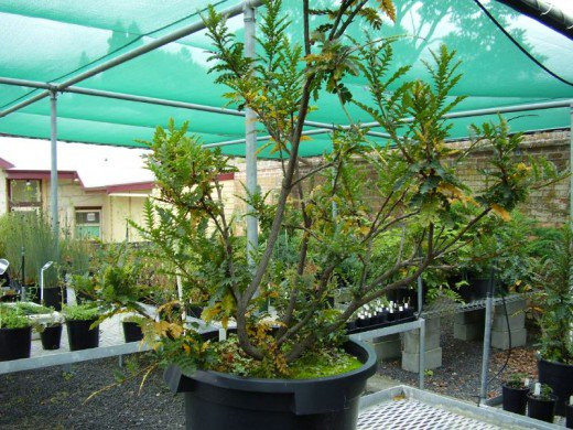 10 "kỳ cây" lạc chốn nhân gian trên thế giới hình ảnh 12 10 "ky cay" lac chon nhan gian tren the gioi hinh anh 12