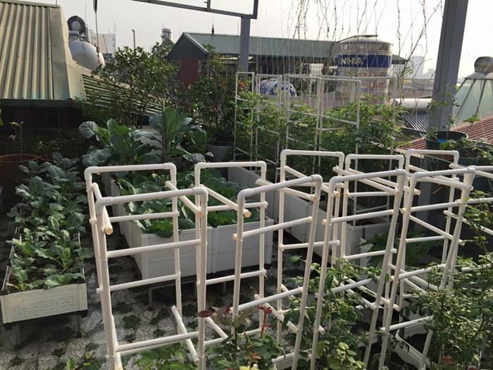 7 cách làm giàn đơn giản cho những cây cà chua sai trĩu quả ảnh 16