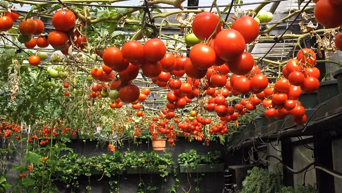 7 cách làm giàn đơn giản cho những cây cà chua sai trĩu quả ảnh 12