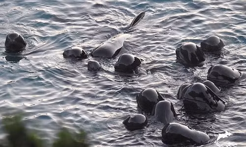 Đàn cá voi bơi xúm lại gần nhau chờ chết. Ảnh: Dolphin Project. 