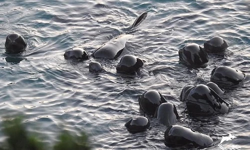 Đàn cá voi bơi xúm lại gần nhau chờ chết. Ảnh: Dolphin Project. 