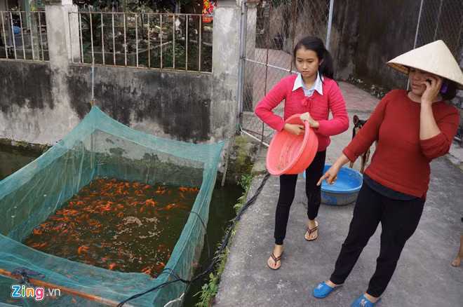 Ảnh: Làng cá chép xứ Thanh tất bật thu hoạch trước ngày ông Táo về trời