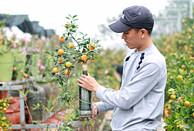 Quất tí hon trồng trong lọ, bình hồ lô