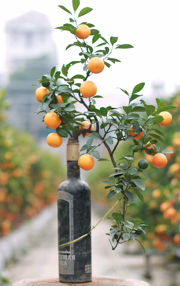 Quất tí hon trồng trong lọ, bình hồ lô