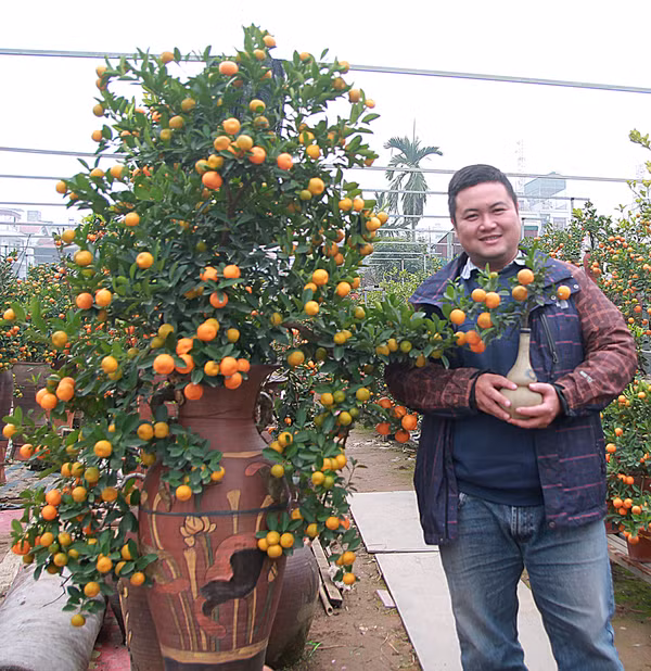 Quất tí hon trồng trong lọ, bình hồ lô